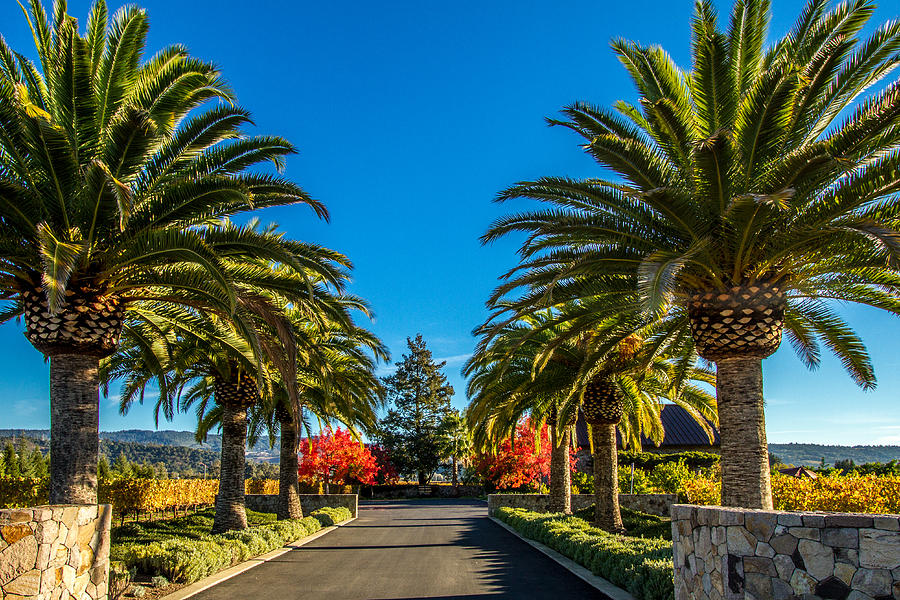 the_gallaghers1's tweet image. Heitz Cellars
pixels.com/featured/heitz… 

#HeitzCellars #BillGallagherPhotography #Winery #NapaValley #Vineyard #Viticulture #Agriculture #GrapeVines #PalmTrees #BuyIntoArt #WallArt #GiftIdeas