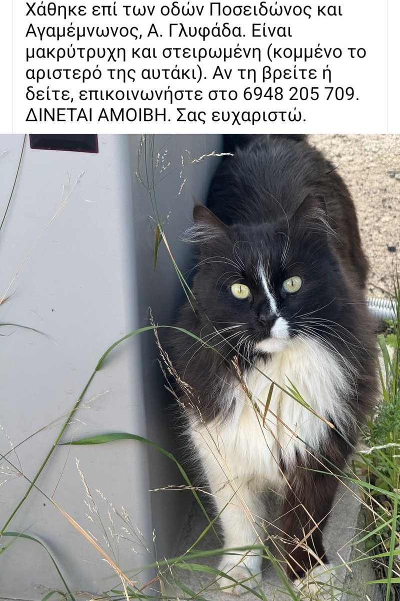 Χλε_Μπονα Σαμερ tweet media