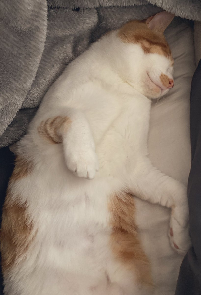 踏(ふみ)ちゃん tweet media