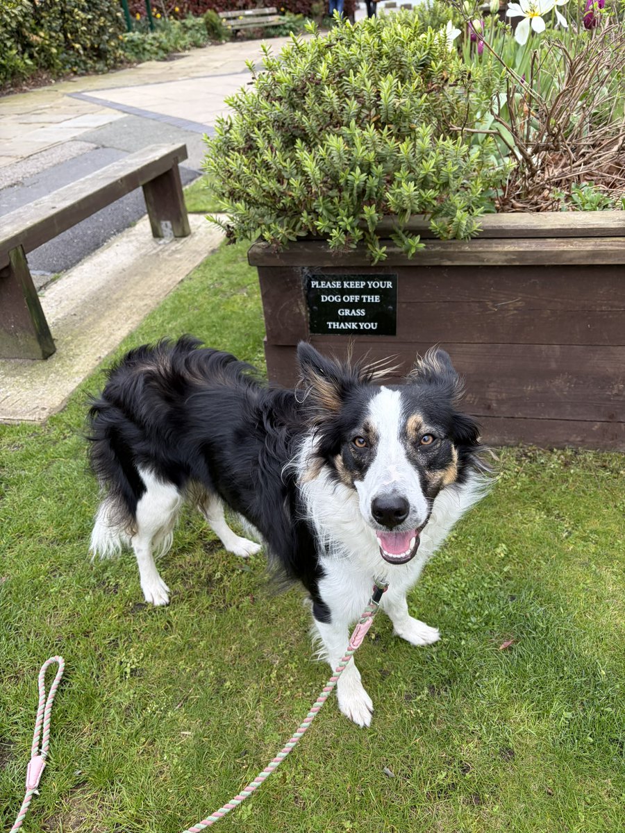 Puppy Bess and Auntie Kes tweet media