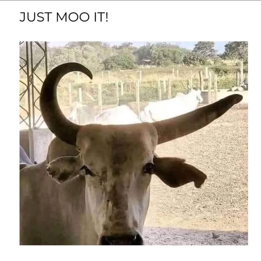 Dooboofay tweet media