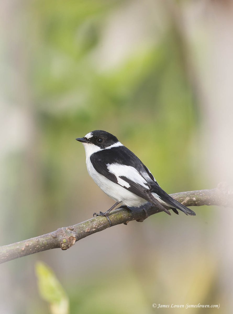 James Lowen tweet media