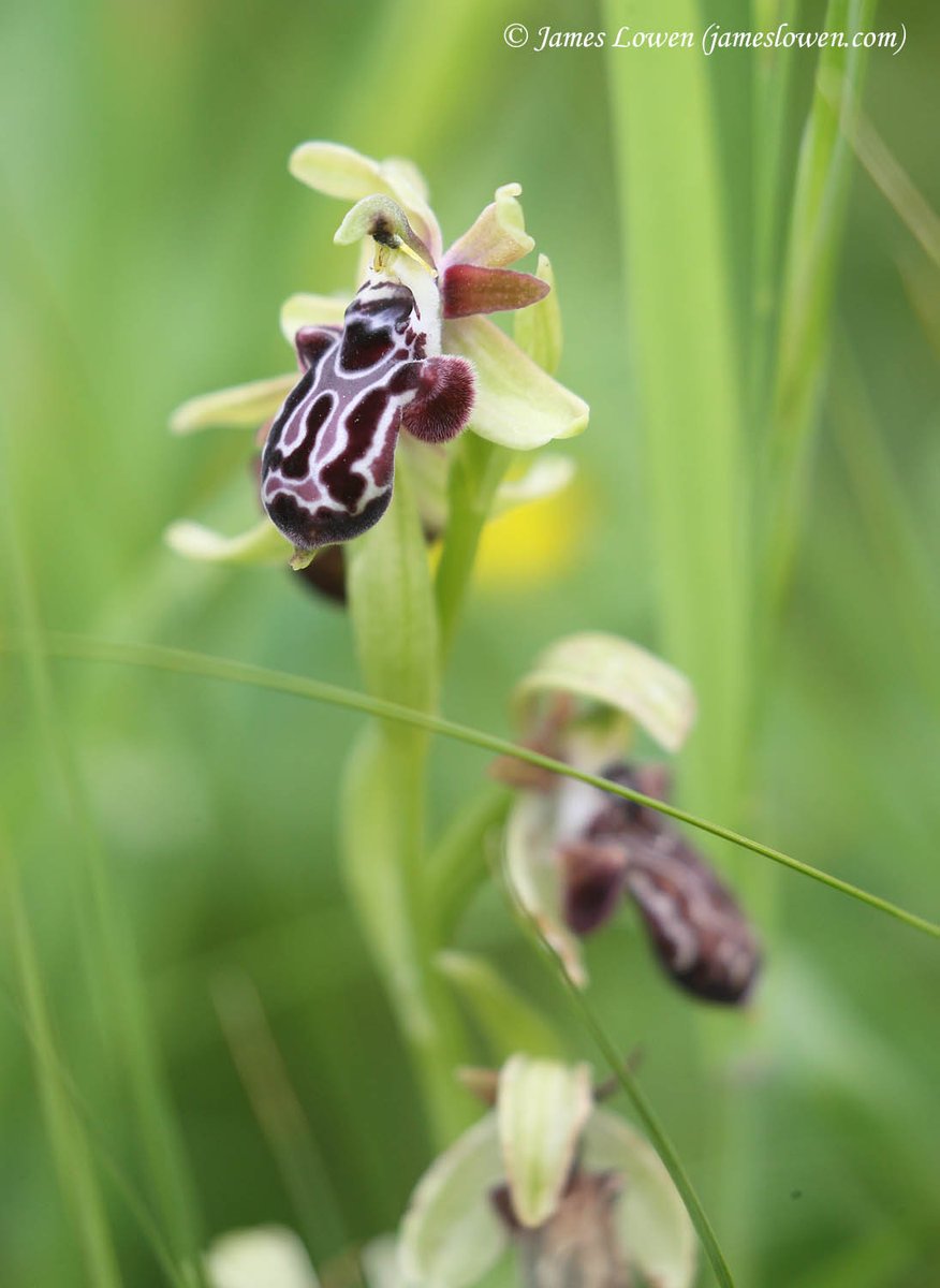 James Lowen tweet media