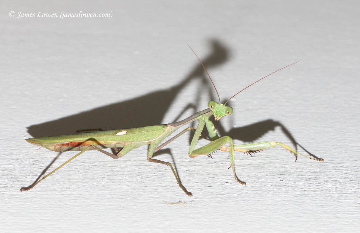 James Lowen tweet media