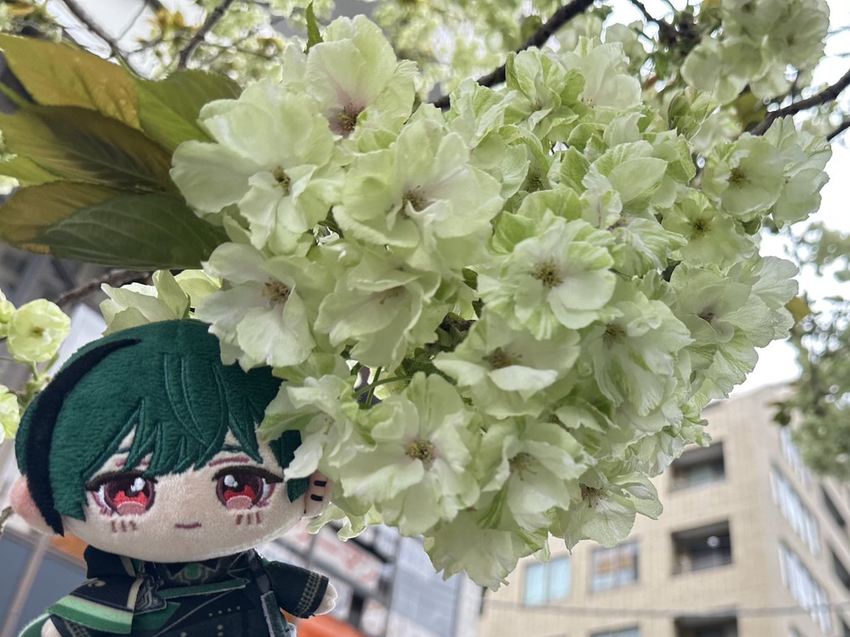 Trill(とりる)♂ tweet media