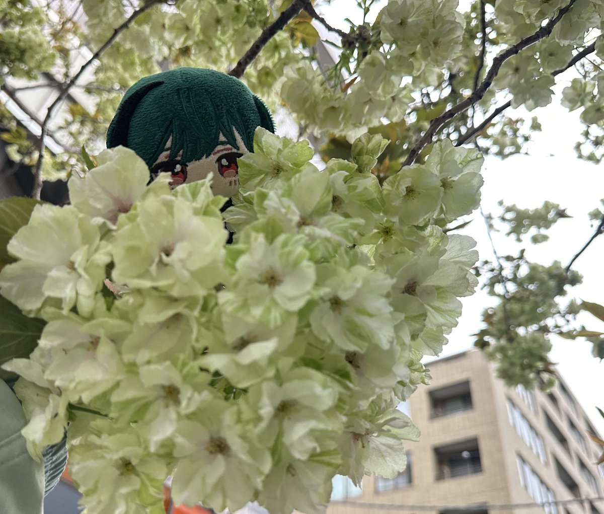 Trill(とりる)♂ tweet media