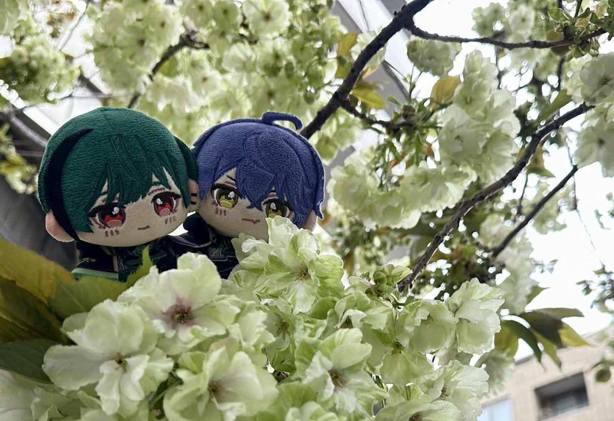 Trill(とりる)♂ tweet media