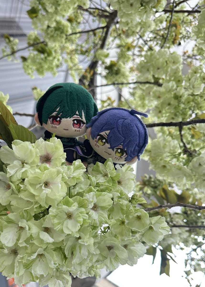 Trill(とりる)♂ tweet media