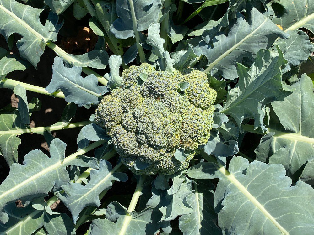 𝙃𝙖𝙯𝙚𝙮 𝙃𝙖𝙯𝙚 💟 tweet media