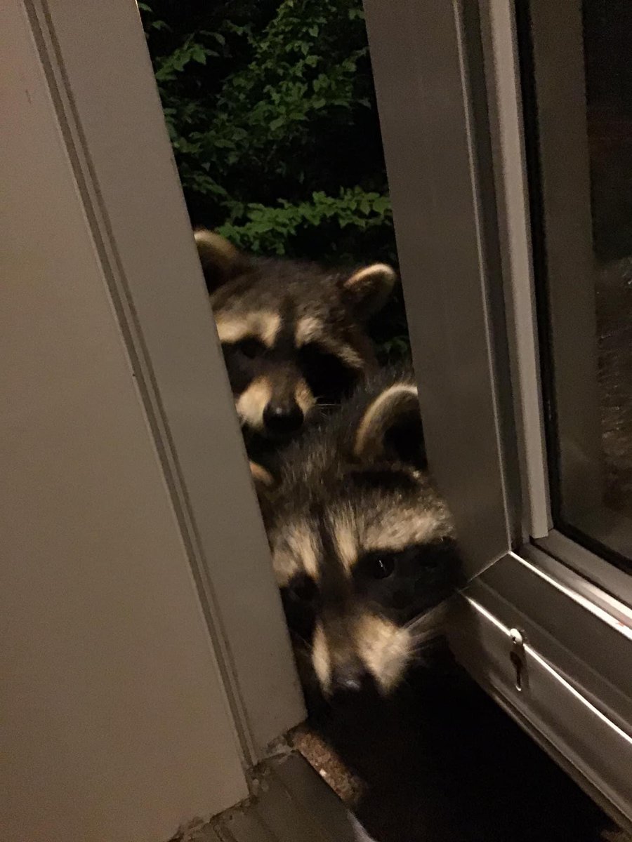 Raccoons Hourly tweet media