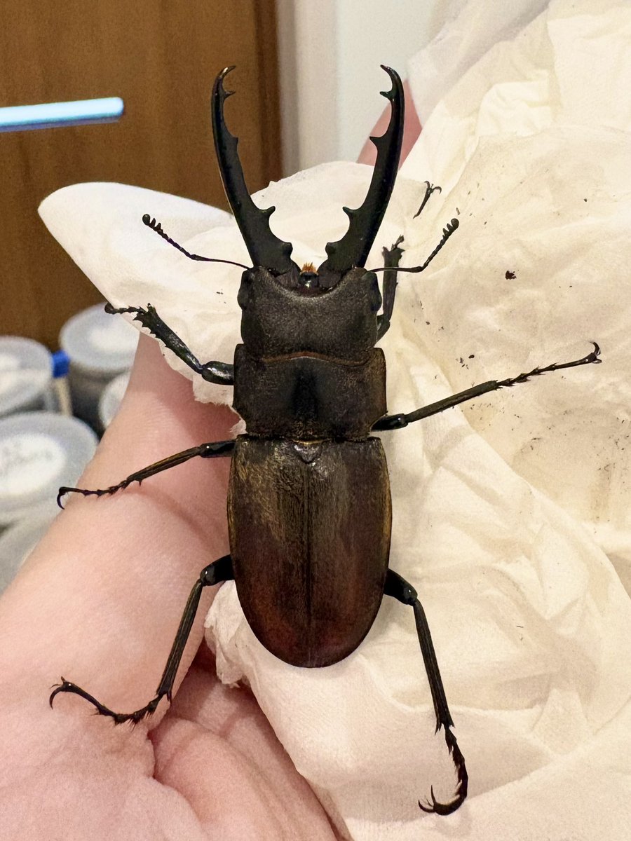 だいすけ tweet media