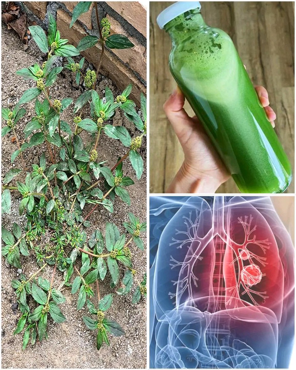 Herbalisque tweet media