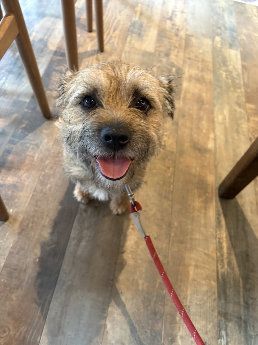 Sir Wilbur (CBE) ๐๐ถ tweet media