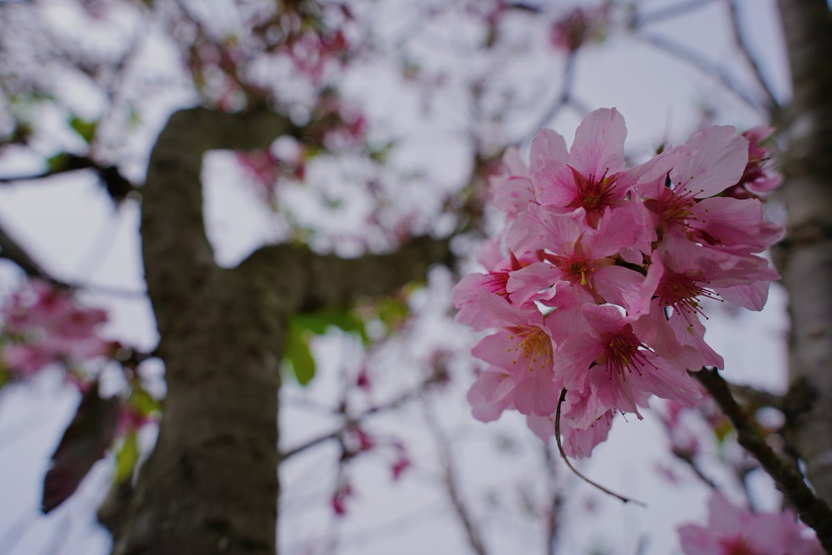 mika takajo 🦅✨ 鷹城みか【IRIAM US】 tweet media