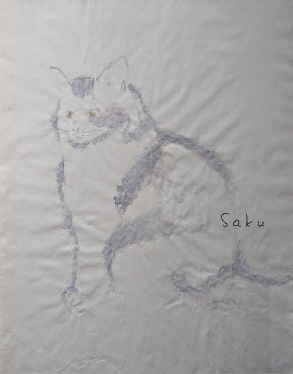 kuronashisaku's tweet photo. #CatsOnX  #猫が好き https://t.co/W6PzMkaH6D