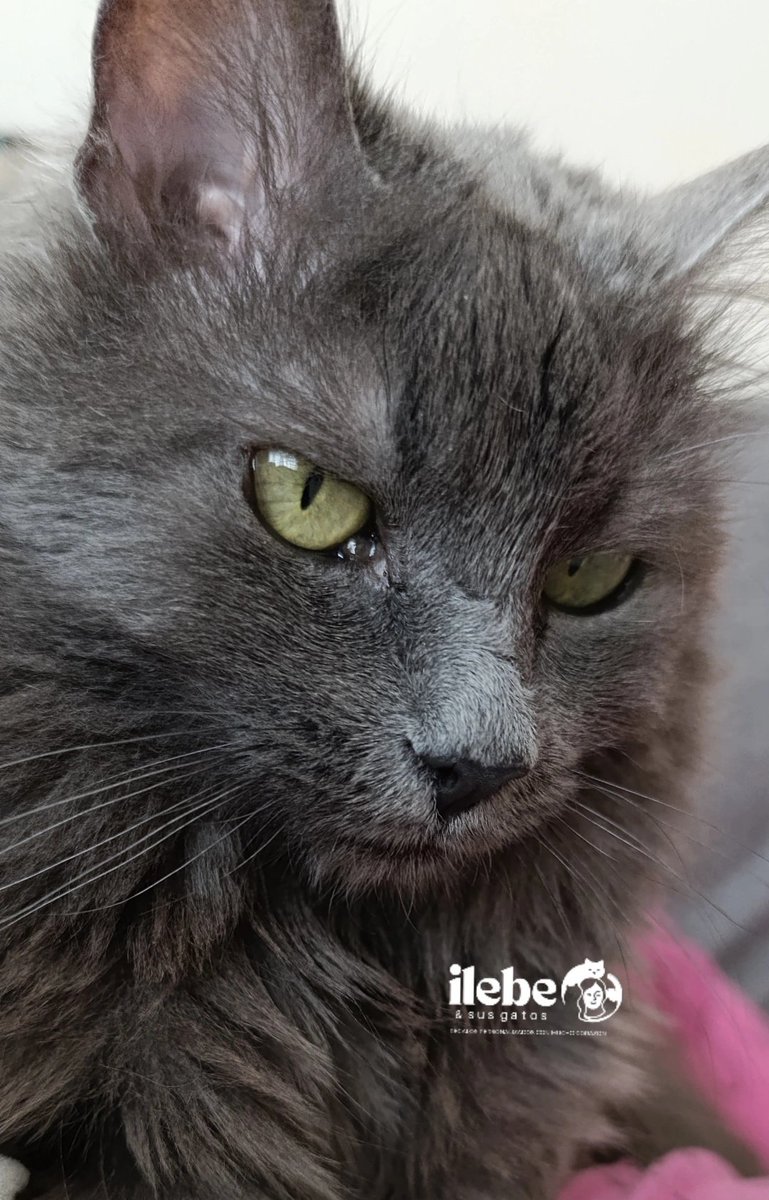 ilebe 🏃♀️🐈🐾🐕 tweet media