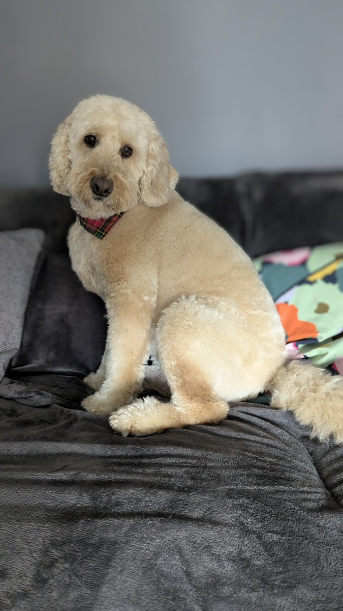 BarneyDood's tweet photo. Got my groom on at Fur Season Grooming
I look good and smell even better!
#grooming #barneydood #minigoldendoodle https://t.co/dOhpkUOVi7