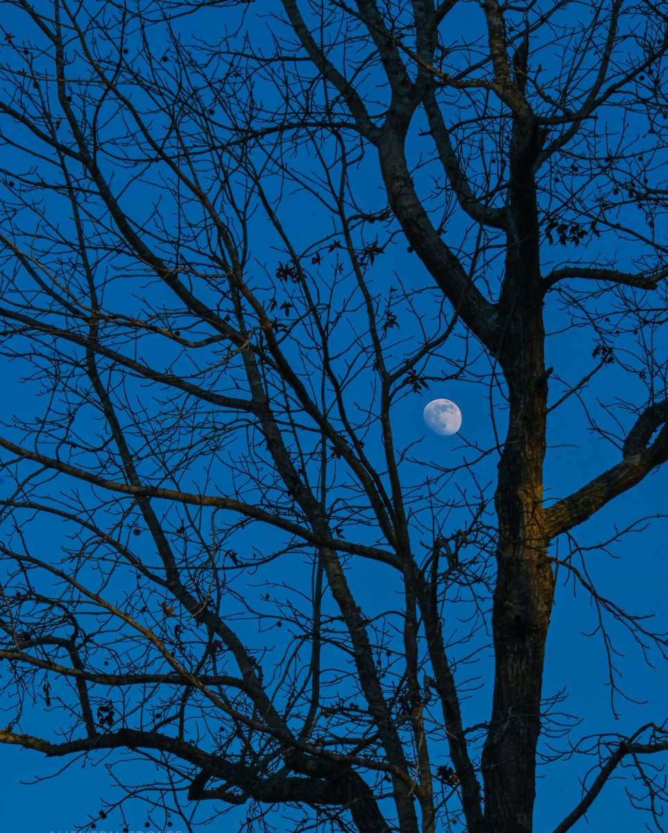 🦋⁂༄𐌀𝙢¡𝚛༄⁂🦋 tweet media