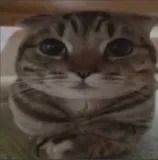 ShellMorg_'s tweet photo. @kyntosis needs your papers, @sebwhy67 https://t.co/ajgTqoeJfl