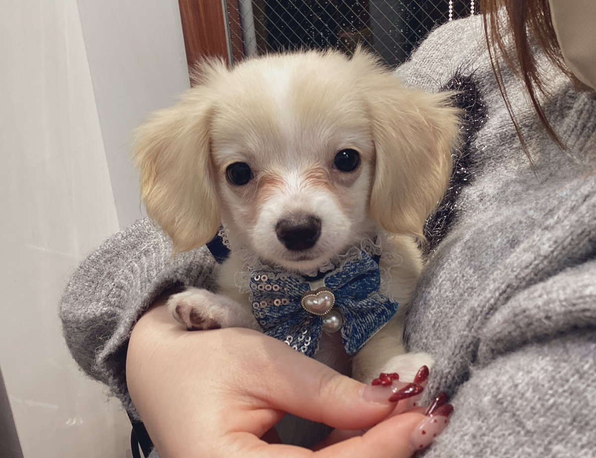 kuru_Angel111's tweet photo. にゃんずのエサ買いに行って運命の出会い…

天使をお迎えしてしまった🥺🫶🏻 https://t.co/3jIoBTbkpd