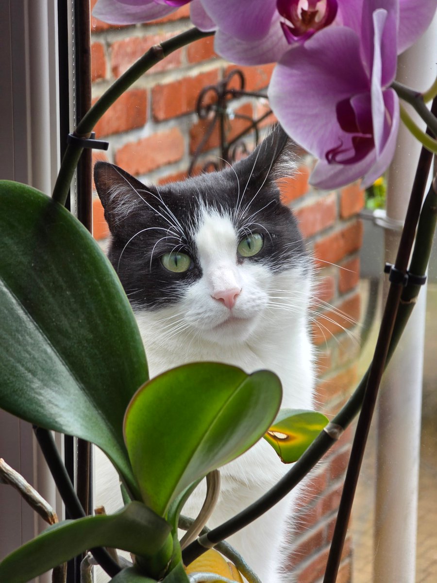 Davidsic tweet media