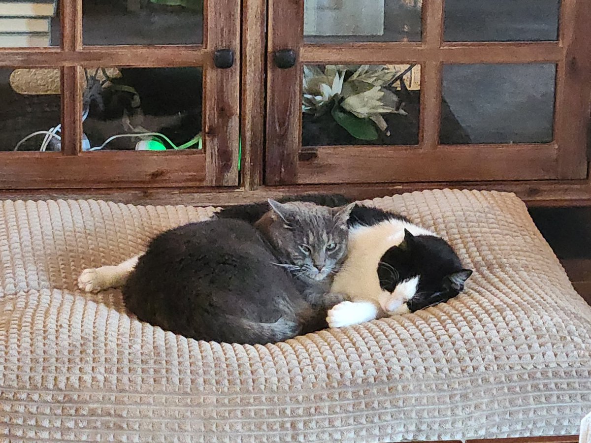 Salv2000's tweet photo. @maticrobots The first floor,  2 cats and 2 dogs! The other brand robo vacuum we have loves leaving clumps of hair in it's wake. https://t.co/amB7gBX2yB