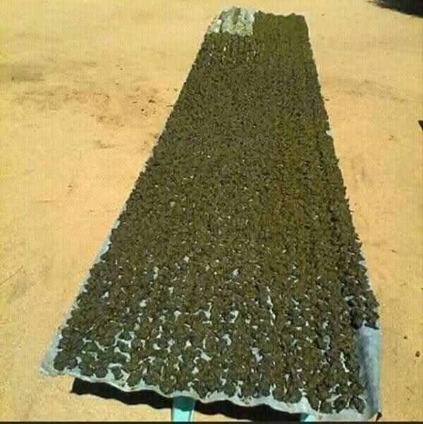 GOD GULUVA tweet media