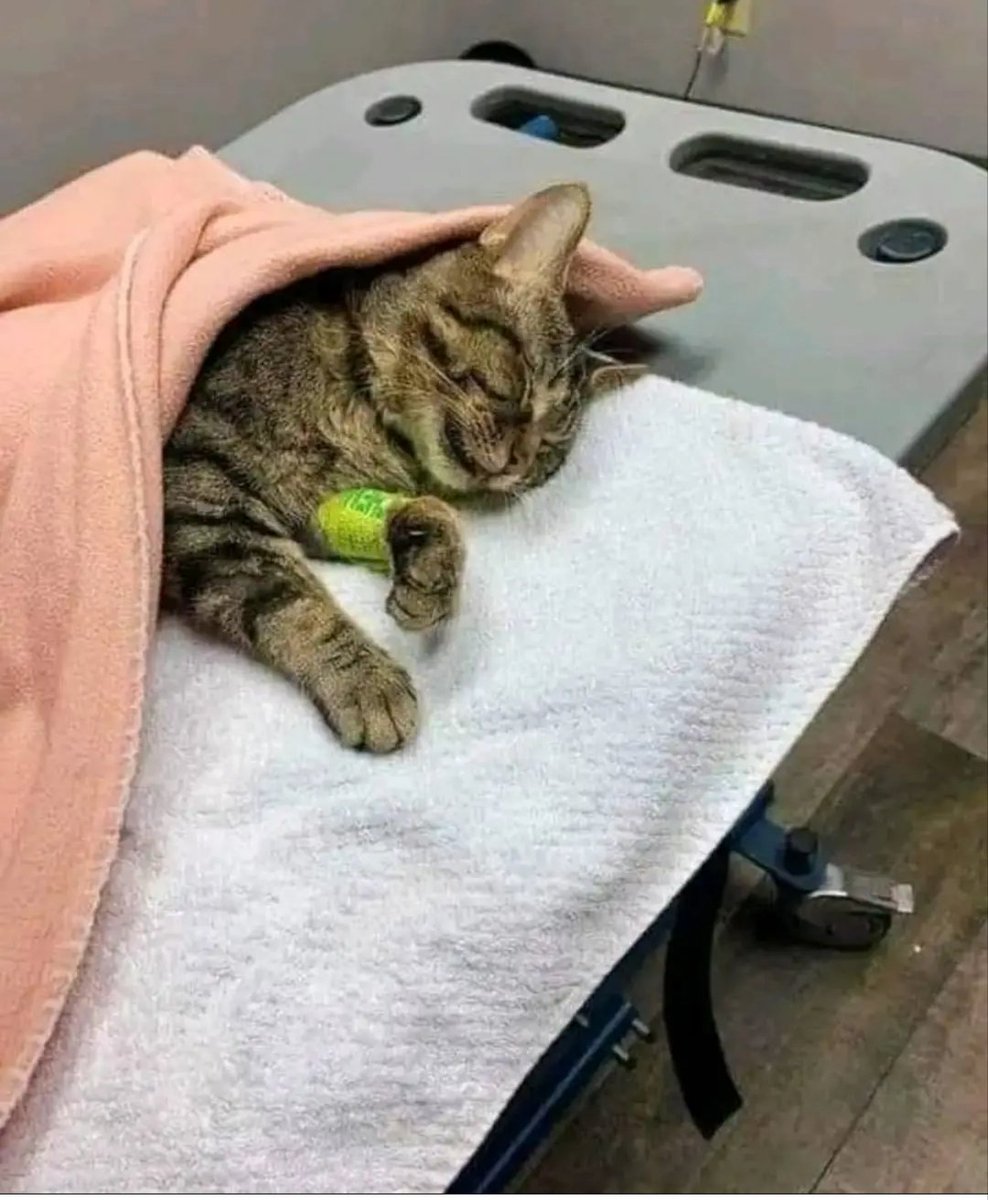 The pets only 🐾 tweet media