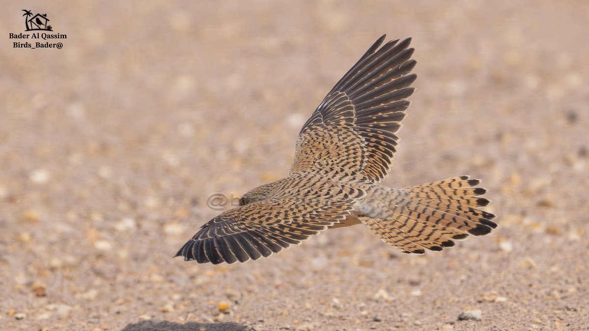 الاسم

العويسق

Lesser Kestrel

Falco naumanni

الحالة : مهاجر

الموقع : محمية الملك عبدالعزيز 

لغذاء: يعتمد بشكل كبير على الحشرات مثل الجراد، وأحيانًا يأكل زواحف صغيرة.
يساهم هذا الطائر في تقليل أعداد الحشرات الضارة، لذلك يعتبر صديقا للمزارعين
#Falconaumann