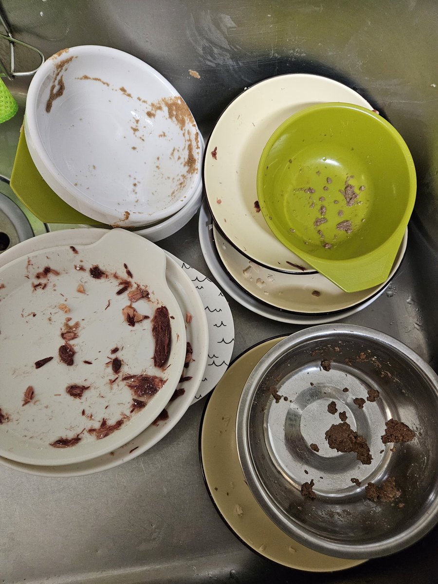 😺냥글냥글또또네 tweet media