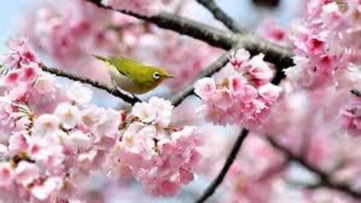 sacredcurrents's tweet photo. Common Thread of the Spring Holidays.
Passover &amp; Easter differ of course, yet they share a common thread of hope for overcoming suffering in springtime.
https://t.co/SgzTUOAMQJ https://t.co/AvPENmscE9