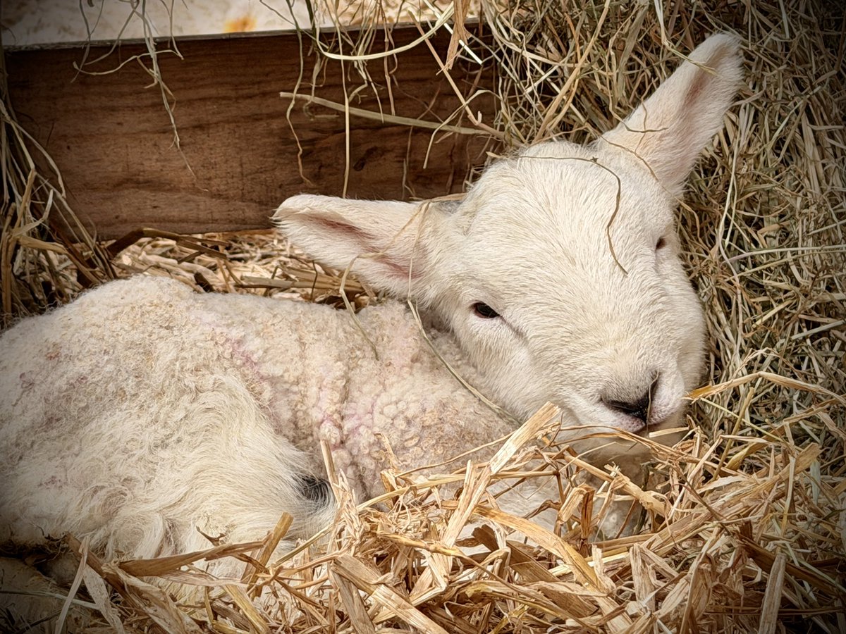 Tony McGuire tweet media