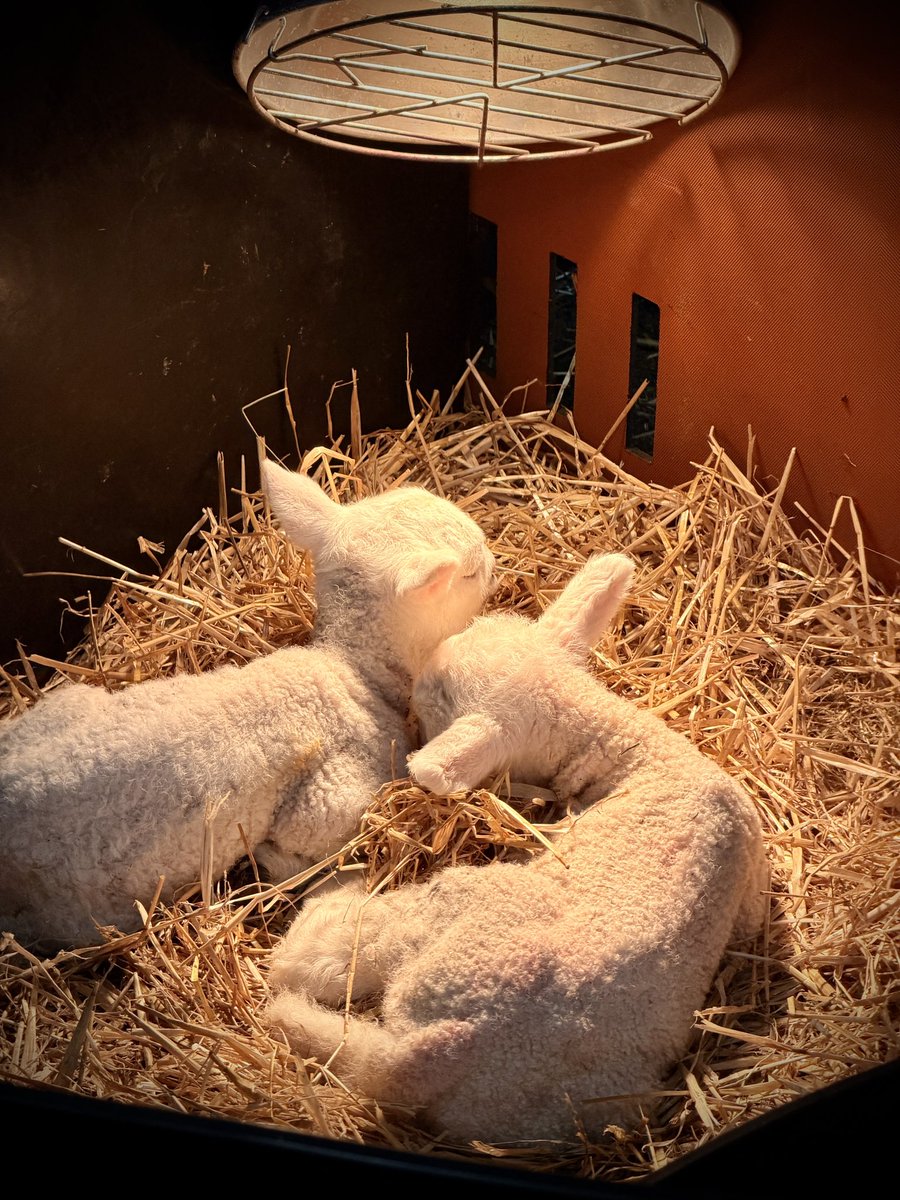 Tony McGuire tweet media