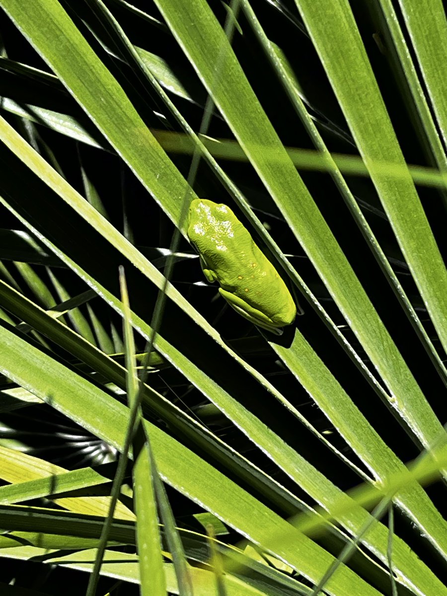 Htownfinfan tweet media