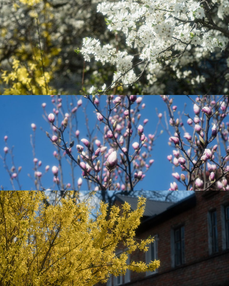 Невесела Бульба tweet media