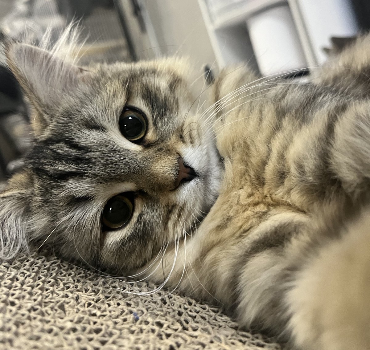 ドイル♂とシャロン︎︎♀ tweet media