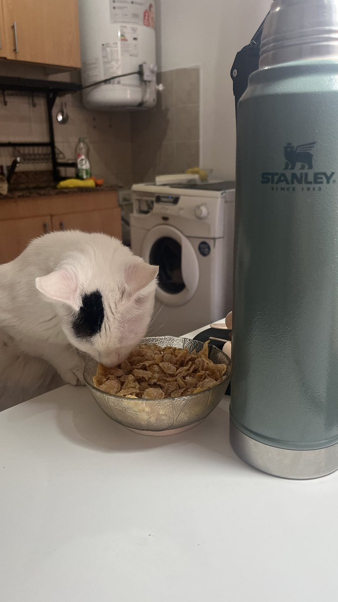 Antograndi's tweet photo. Creo que eso no es alimento balanceado. Pero como no soy gato no opino. https://t.co/gBsotu0fYx