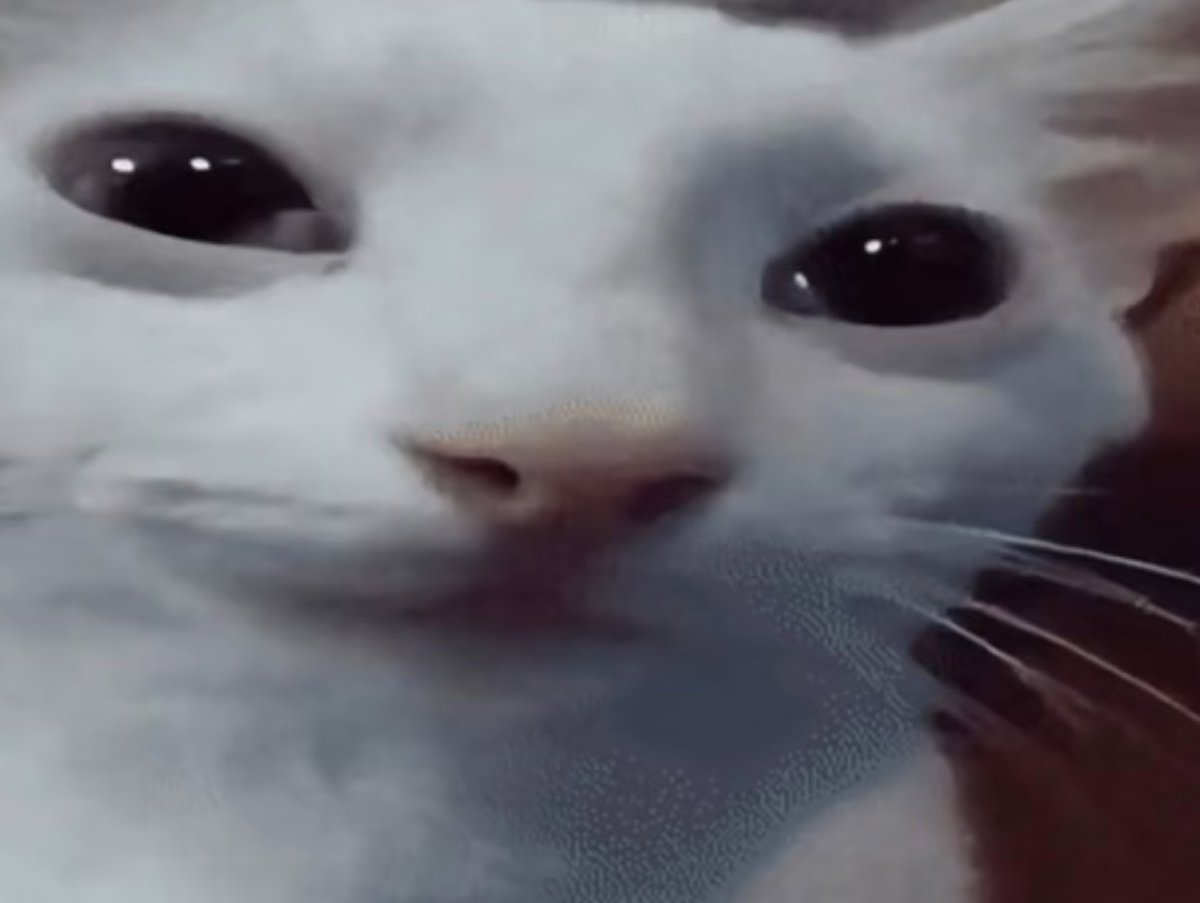 花生猫🔞 tweet media