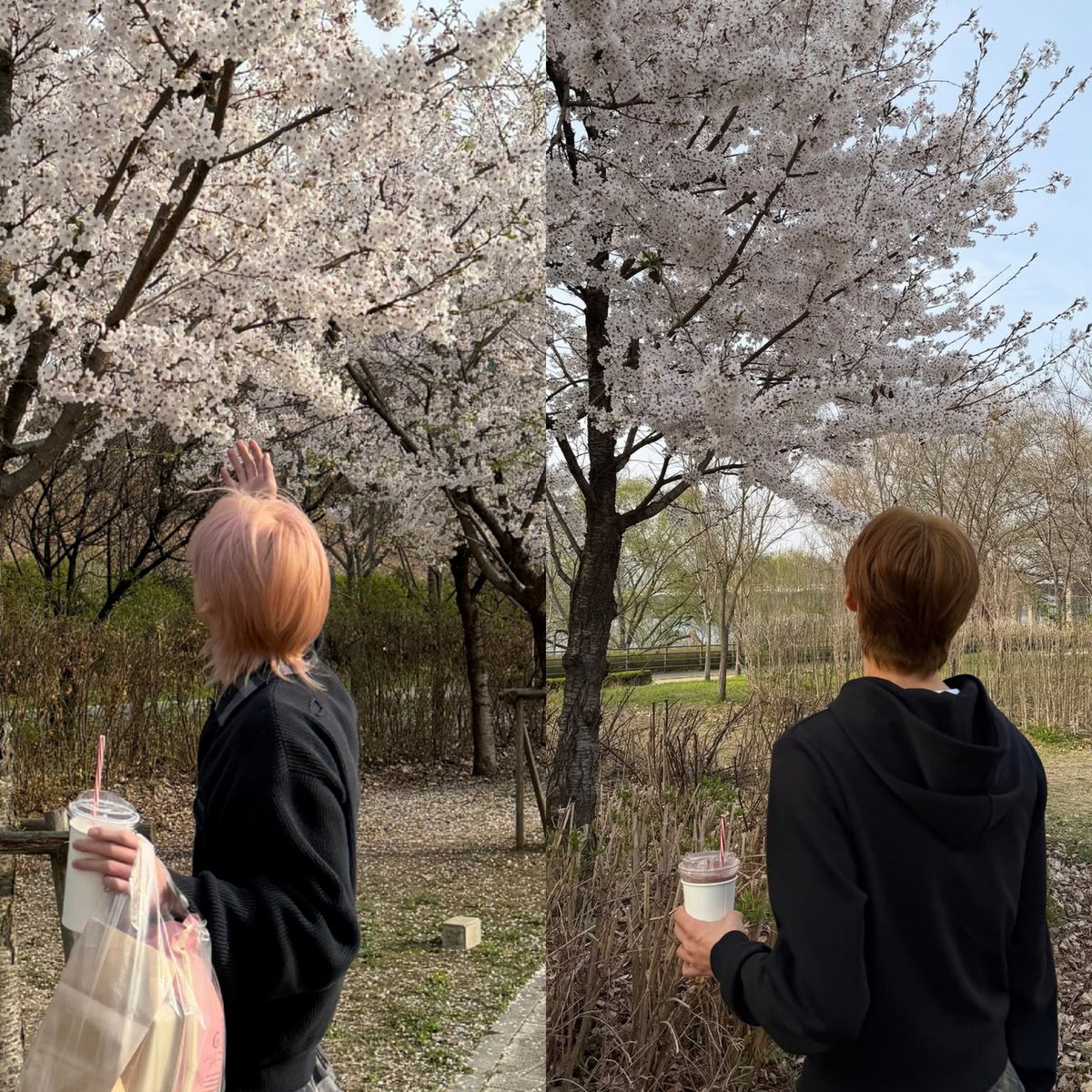 miaw ᓚᘏᗢ/ᐠ• ˕ •マ tweet media