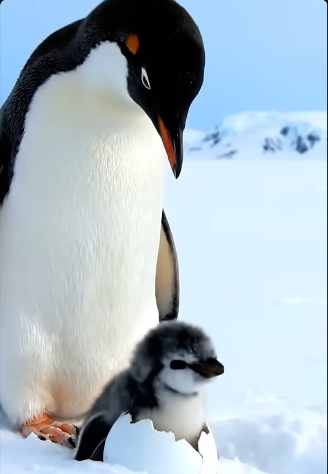 JangDavid7's tweet photo. @cryptocom $penguin??   😂 https://t.co/fGOhRXPpcU