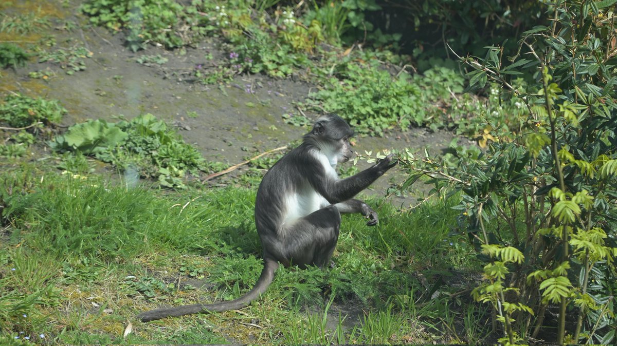 johan_klos's tweet photo. Goedemiddag mooi #lenteweer om even weer naar @RotterdamZoo te gaan em om de net #geboren #giraf te zien maar moest er wel zien te komen kwan eerst bij #zestienhoven #airport uit ze hadden wat #veranderd schijnbaar 🤣 https://t.co/40wTPgr61w