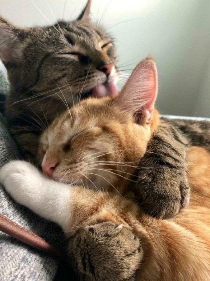 daily cats ♡ tweet media