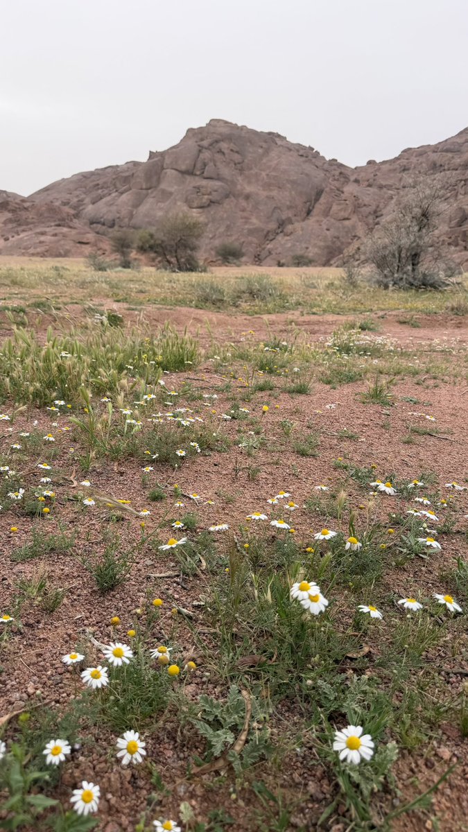 مها🤍hail tweet media