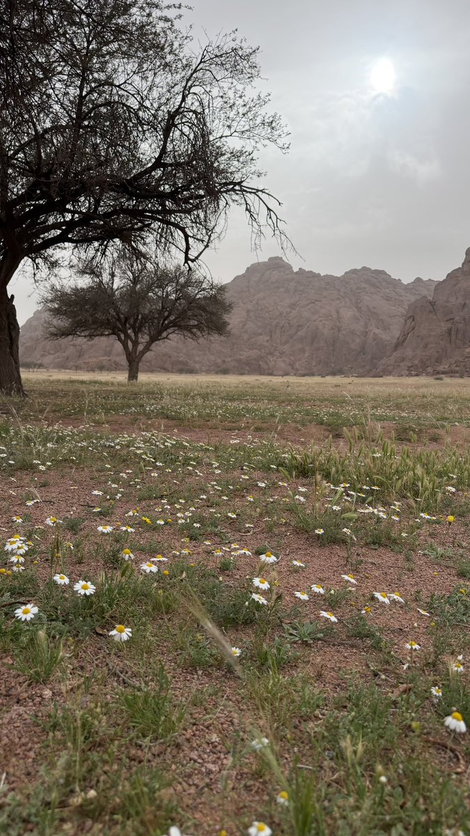 مها🤍hail tweet media
