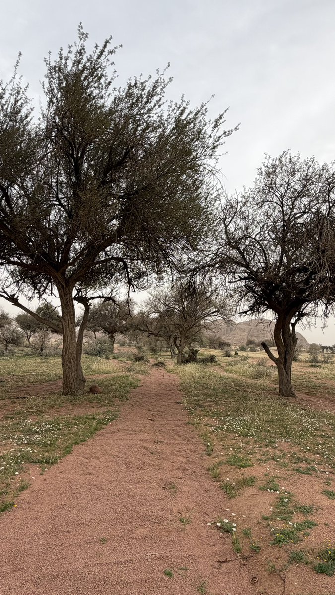 مها🤍hail tweet media