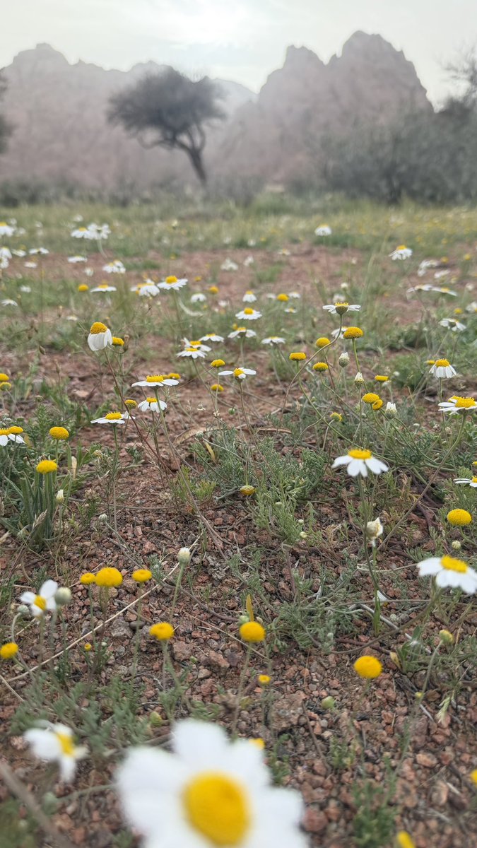 مها🤍hail tweet media