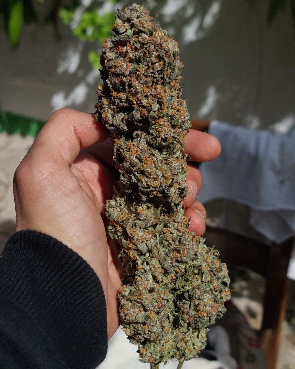 GreenAutoConsumo tweet media