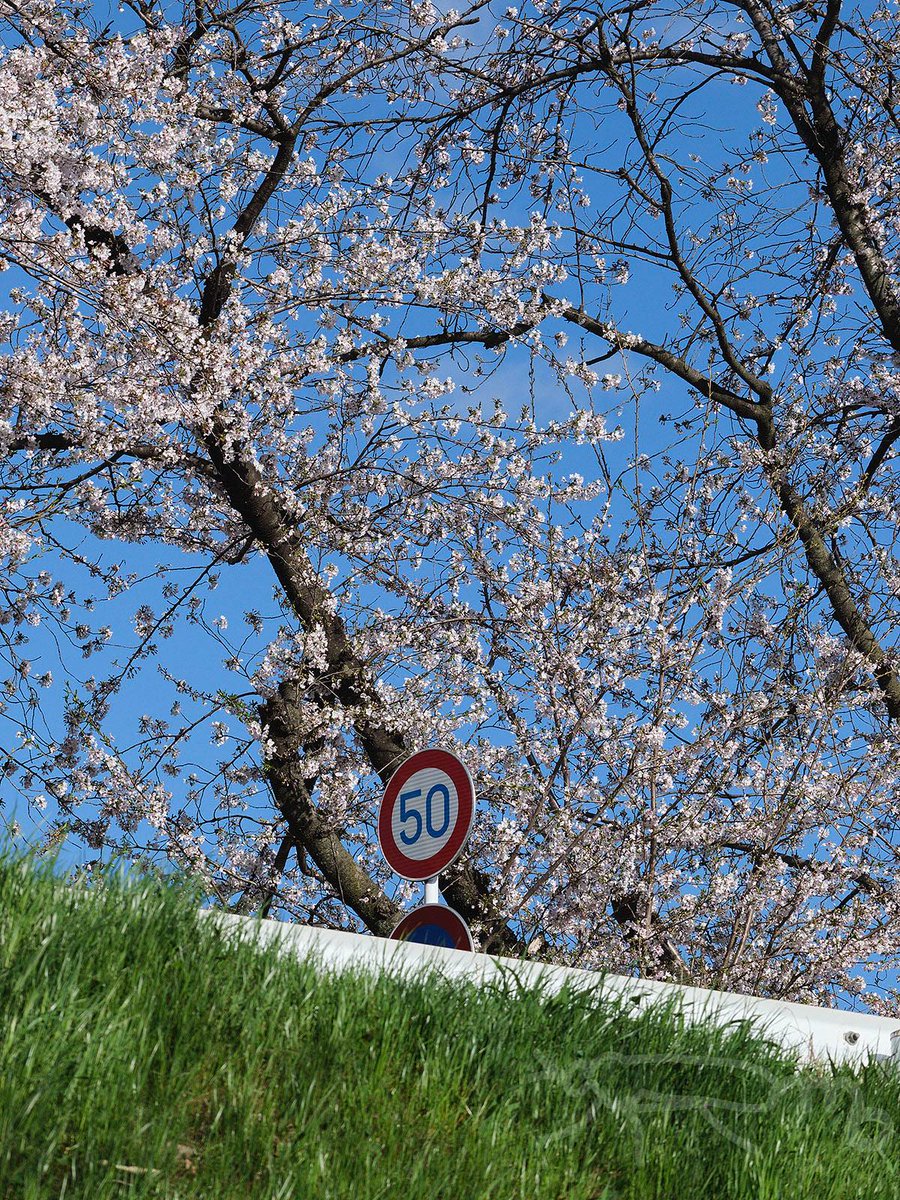 mouuuusa tweet media