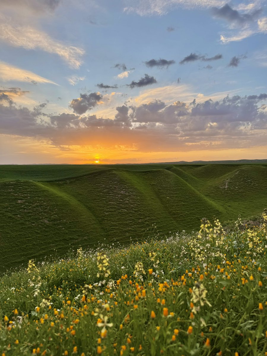 Ali Salehi tweet media