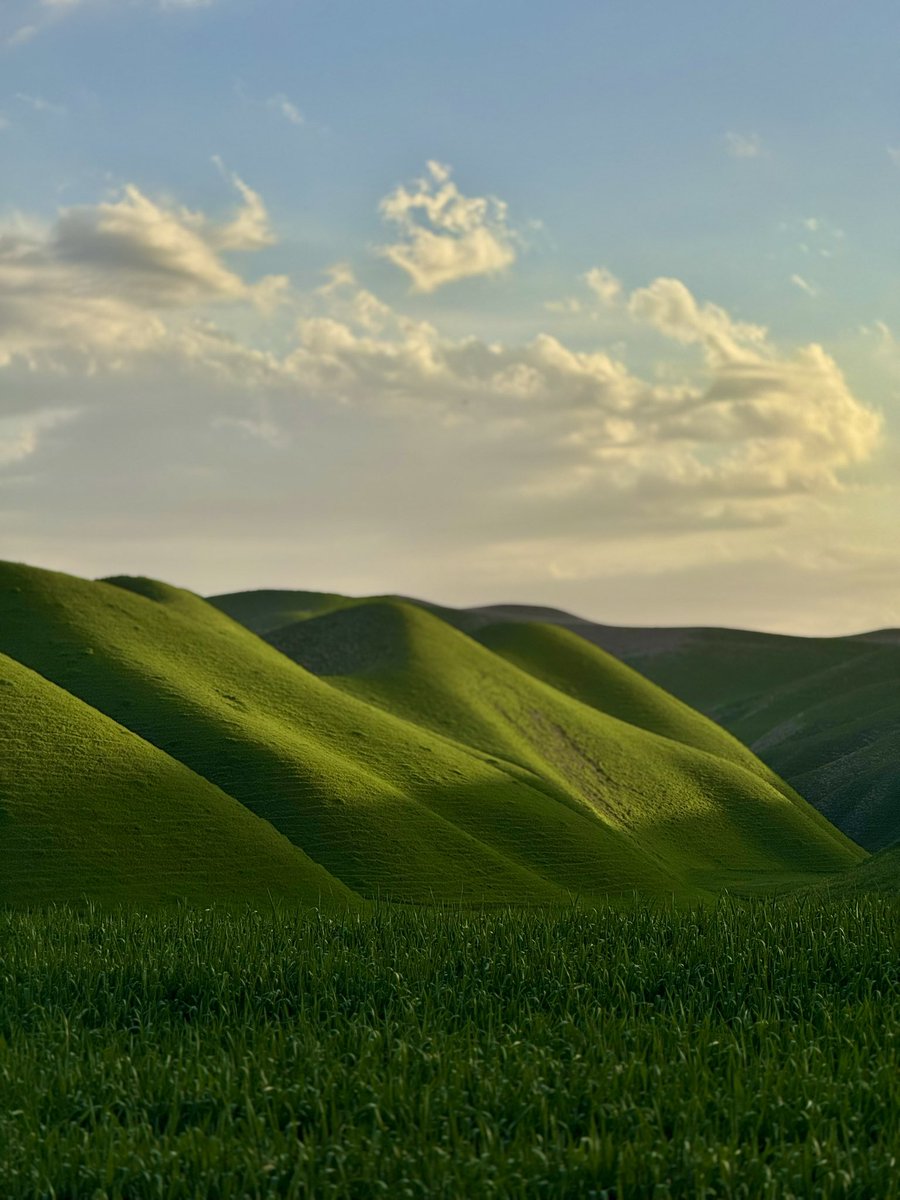 Ali Salehi tweet media